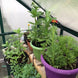 Grandio Element 6x12 Greenhouse